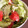 ※ぴーまん's cooksnap of when they made 無限レタスとトマト塩昆布和え.