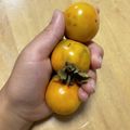 そこらの人's cooksnap of when they made 干し柿の作り方.