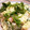 miiko大好き's cooksnap of when they made 柚子胡椒風味の和風ポテトサラダ.