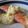 ハッピーハロウィン！'s cooksnap of when they made 鮭のムニエル★玉子ソースかけ.