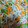 りお５１０'s cooksnap of when they made しらたきのチャプチェ風炒め.