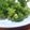ユーロン's cooksnap of when they made 味付きブロッコリー♪.