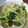 K/S's cooksnap of when they made 小松菜ともやしの煮びたし.