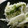 maruru-nn's cooksnap of when they made 超簡単！大根ときゅうりのレモンマヨサラダ.