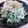 ケロのん's cooksnap of when they made シャキシャキ白菜で柚子胡椒風味のおひたし.
