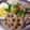marine's cooksnap of when they made 定番☆れんこんと豚肉の煮物.