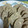 かおりすんち's cooksnap of when they made 簡単サクサク全粒粉とおからクッキー.