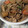 ちゅるま's cooksnap of when they made 大根と豚肉のこっくり甘辛炒め煮.