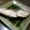 amei's cooksnap of when they made 簡単 ♡ぶり塩にんにく♡ 下味なしよ＾＾.