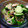 ヌーシ's cooksnap of when they made 簡単！きゅうりとみょうがの即席漬け.