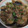 キルヘボン's cooksnap of when they made 豚肉となすとエノキの「みぞれ煮」.