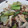 波波子's cooksnap of when they made 鶏肉と青梗菜のしお炒め.