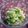 kinmaru's cooksnap of when they made きゃべつの甘酢漬け。.
