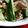 羽尼うに's cooksnap of when they made 豚肉とキュウリのマスタード炒め.