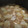 よしいつかかずみ's cooksnap of when they made 里芋の煮っ転がし.