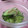 えみんちゅ＊'s cooksnap of when they made みょうがと胡瓜の塩ゴマ油和え〜.
