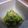 チャン坊のママ's cooksnap of when they made さっぱり♪みょうがときゅうりの酢の物.