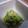チャン坊のママ's cooksnap of when they made さっぱり♪みょうがときゅうりの酢の物.