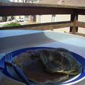 émilie.U's cooksnap of when they made 青汁のホットケーキ.