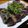 ちくわ君's cooksnap of when they made 鰹タタキのタレ.
