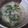 ねこりん222's cooksnap of when they made あっさりアサリレタススープ.
