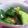 しばっち。's cooksnap of when they made 叩きキュウリの胡麻醤油和え.