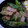 ようのちゅけ's cooksnap of when they made ★ししとうとベーコンのごまウマっ★.
