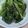 ＭＡＲＹ☆'s cooksnap of when they made 【農家のレシピ】水菜（壬生菜）の浅漬け.