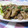 ぴちょんー's cooksnap of when they made 【簡単・本格】豚の生姜焼き.