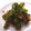 sonop's cooksnap of when they made シンプルが１番★　しし唐の焼いただけ.