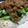 coconut03's cooksnap of when they made 居酒屋メニュー納豆☆豆腐.