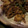 将ママ's cooksnap of when they made れんこんと豚肉のみそ炒め.