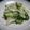 アジュンマ's cooksnap of when they made 旬です！柔らか春キャベツの浅漬け♪.