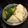 Mizzelle's cooksnap of when they made きゅうりとかぶの浅漬け.