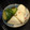 Mizzelle's cooksnap of when they made きゅうりとかぶの浅漬け.
