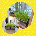 キンプリ's cooksnap of when they made 豆苗（とうみょう）の栽培♪ぷちレシピ付き.