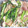 suzukachan's cooksnap of when they made きのこと小松菜の炒め物.