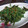 さお９９'s cooksnap of when they made 【レンジで作る】ほうれんそうの胡麻和え.