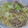 ロスコ５９１４'s cooksnap of when they made 超簡単☆キャベツとひき肉の和風パスタ.