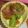 井澤綾華（井澤農園）'s cooksnap of when they made 5分で出来る！ブロッコリーの梅おかか和え.