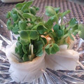 inyako's cooksnap of when they made ひとくちで☆かいわれ大根のクルクル巻き.
