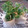 inyako's cooksnap of when they made ひとくちで☆かいわれ大根のクルクル巻き.