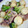ぶぶくん's cooksnap of when they made さといもと豚肉のオイスターソース炒め.