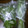 ひろっっち's cooksnap of when they made 青菜の保存法.