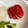 しーてっぷ's cooksnap of when they made ♡いちごの飾り切り♡.