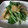 魔女鈴's cooksnap of when they made 簡単！麺つゆ使用！水菜の煮浸し.