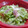 まめたん's cooksnap of when they made レンジで簡単！春キャベツの塩バター蒸し.