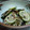 亀と空's cooksnap of when they made れんこんと茗荷とすだちのさっぱりサラダ.