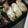 まな竜's cooksnap of when they made しらすと大葉の卵焼き☆.