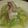 テネシーちひろ's cooksnap of when they made ☆ロールキャベツ(コンソメ味).